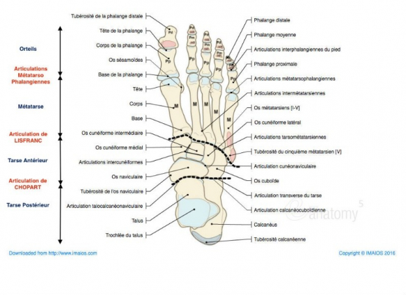 osteologie du pied face sup