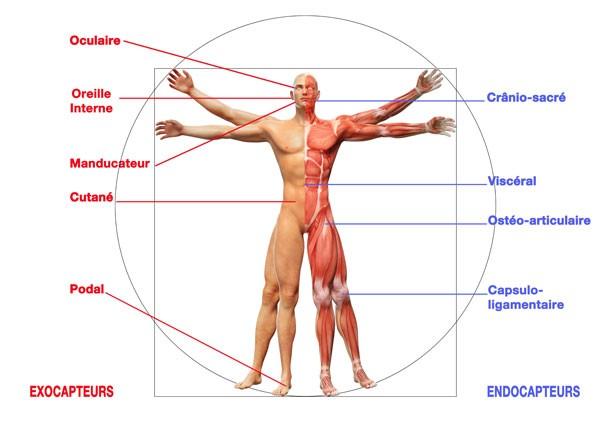posturologie posturologie